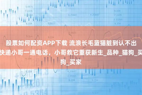 股票如何配资APP下载 流浪长毛蓝猫脏到认不出，快递小哥一通电话，小哥救它重获新生_品种_猫狗_买家